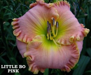 Little Bo Pink